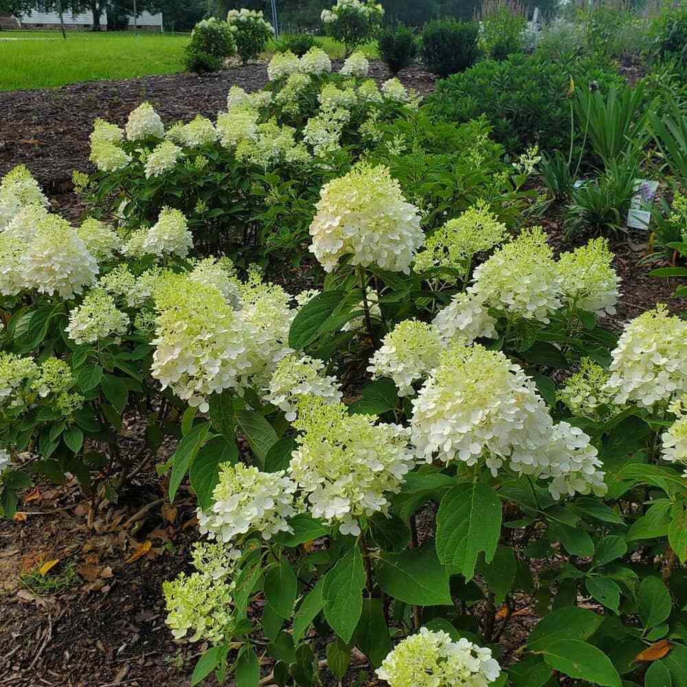 Oakleaf Hydrangea, credit-horttube