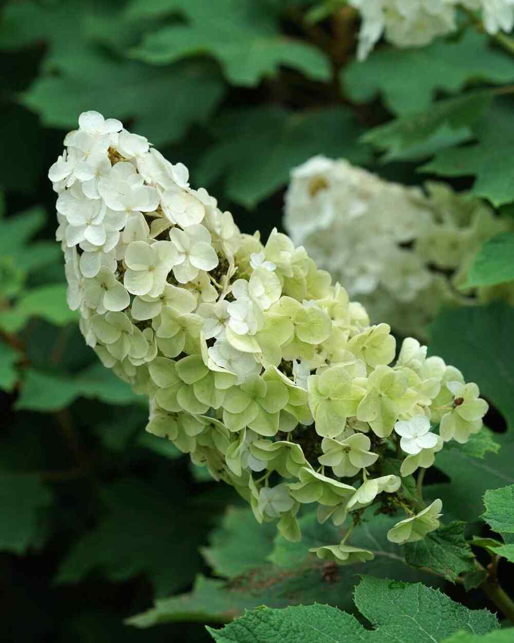 Oakleaf Hydrangea low-maintenance shrubs for Illinois