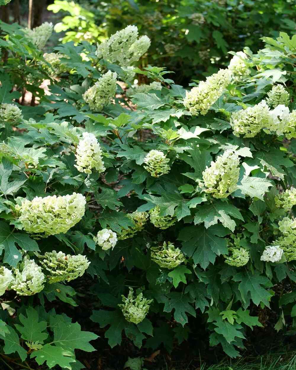 Oakleaf Hydrangea, credit-hydrangea.com_