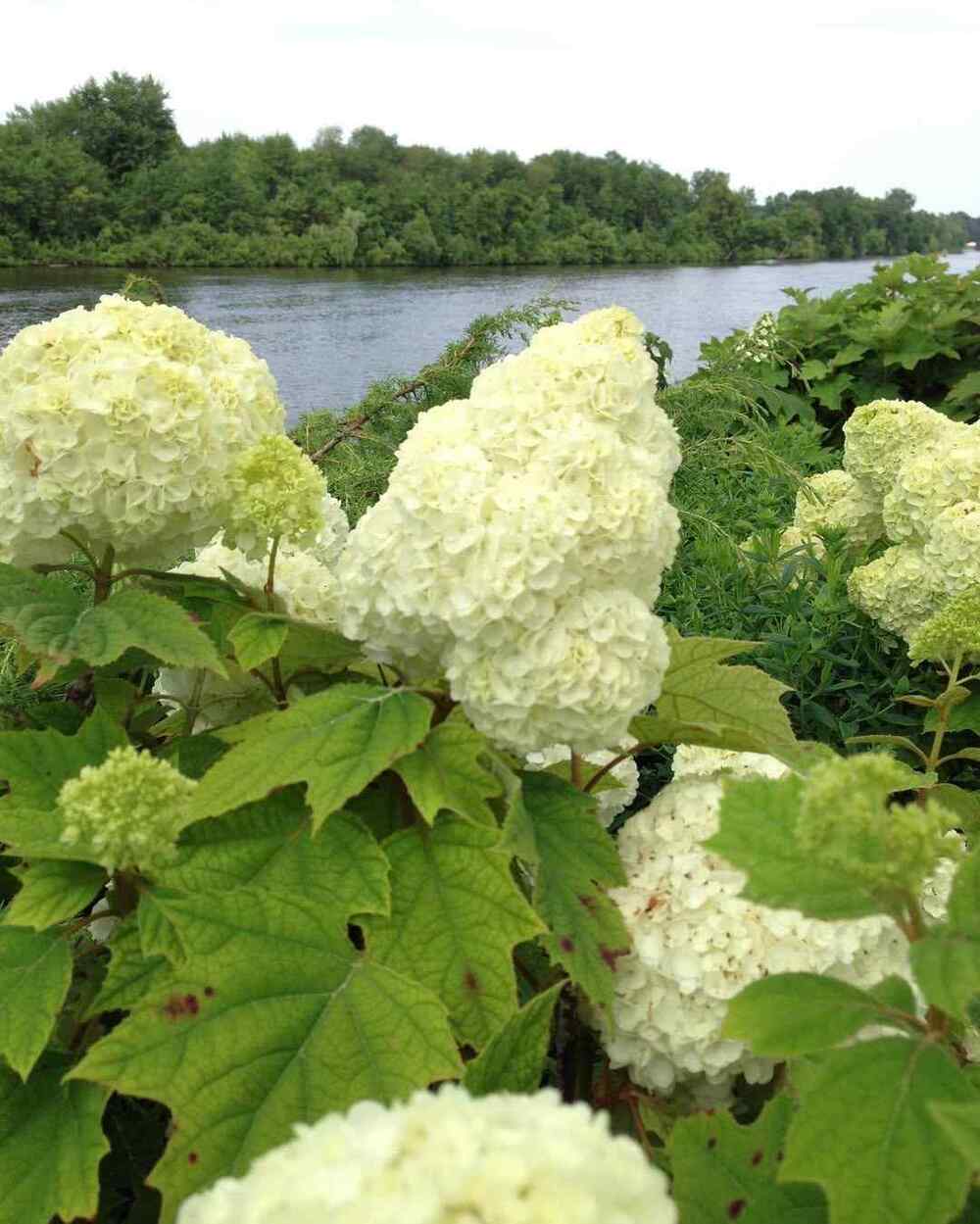Oakleaf Hydrangea, credit-hydrangea.com_
