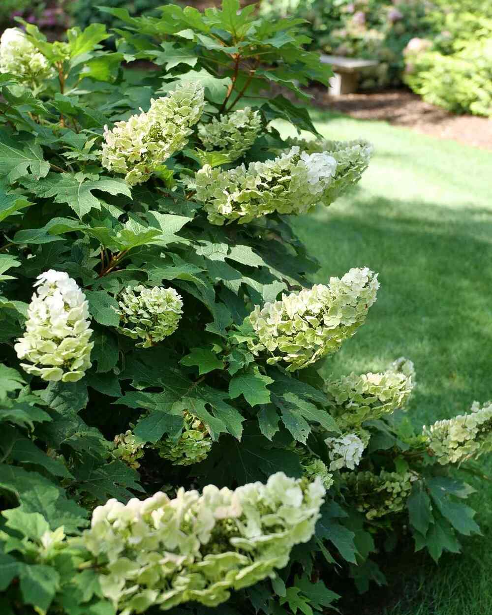 Oakleaf Hydrangea ideal for Kentucky yard planting