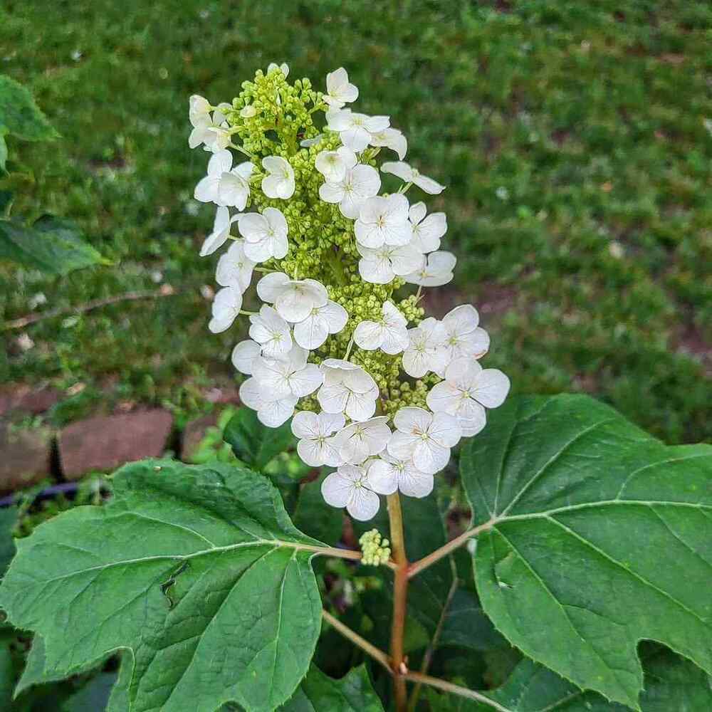 Oakleaf Hydrangea, credit-lindacroft1