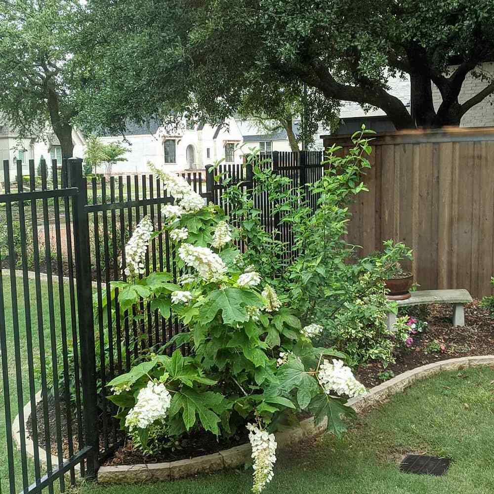 Oakleaf Hydrangea low-maintenance shrub for Missouri
