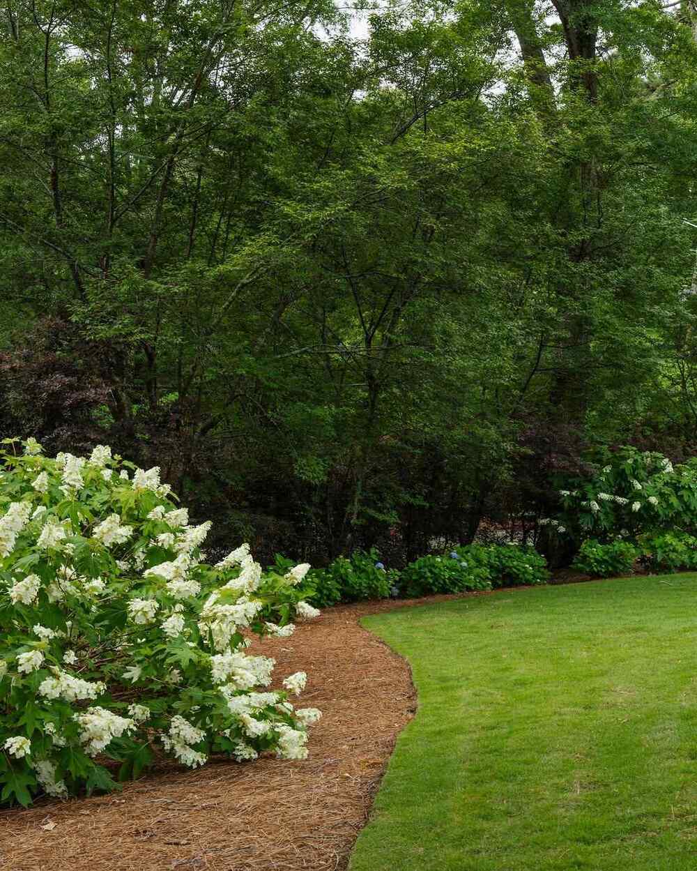 Oakleaf Hydrangea, credit-millhousehowell_landscape.co