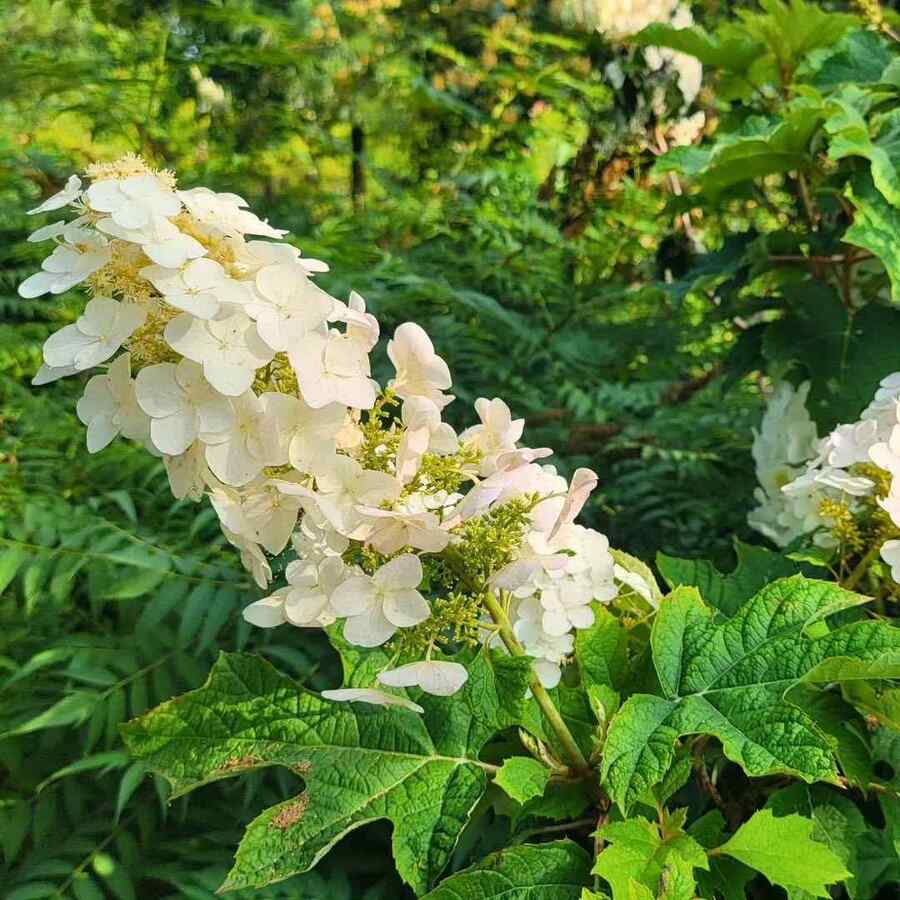 Oakleaf Hydrangea native shrubs for Pennsylvania