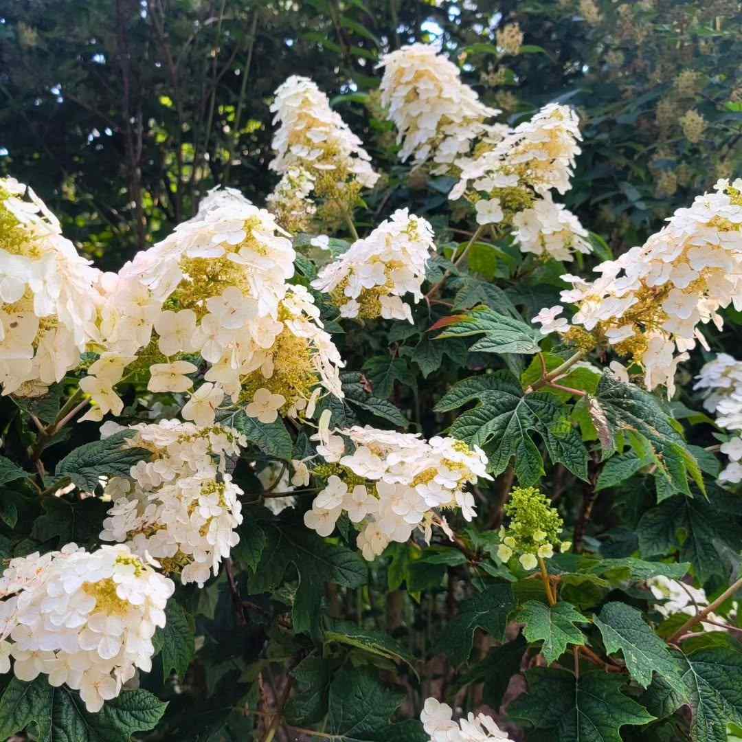 Oakleaf Hydrangea shrubs suitable for New Jersey gardens