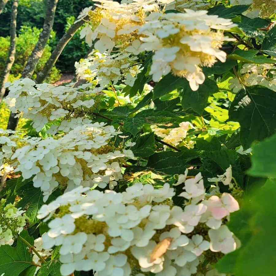 Oakleaf Hydrangea credit-pennstatearboretum1