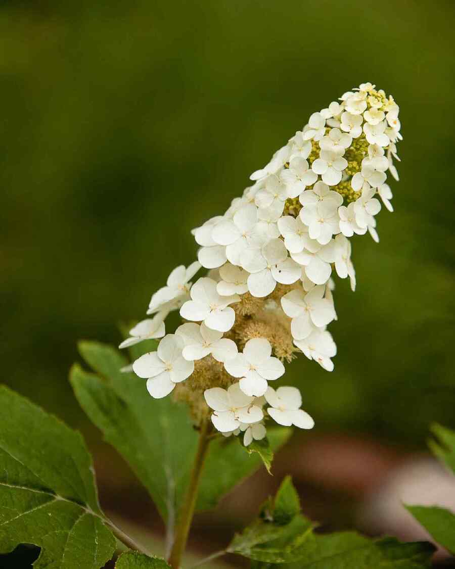Oakleaf Hydrangea for low-maintenance Georgia landscaping