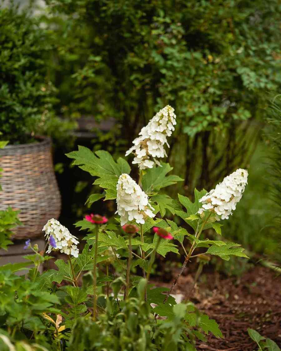 Oakleaf Hydrangea for low-maintenance Virginia landscaping