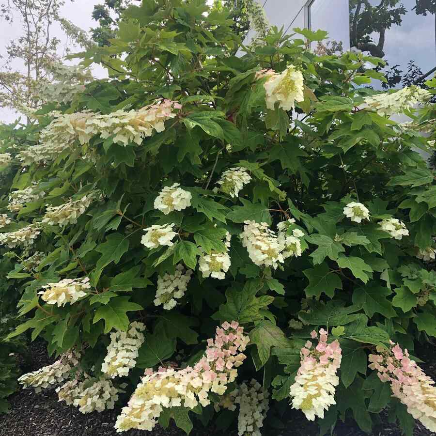 Oakleaf Hydrangea credit-timothyjohn_la