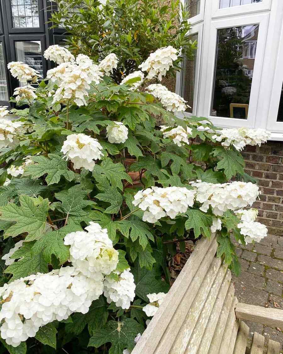 Oakleaf Hydrangea full-sun shrub for Mississippi