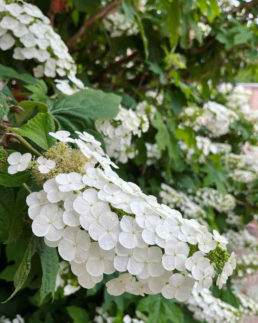 Oakleaf Hydrangea suited to Arkansas climate