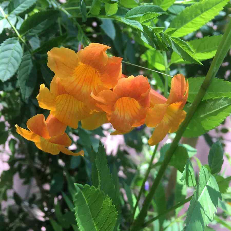 Orange Jubilee an Arizona-friendly shrub for desert climates