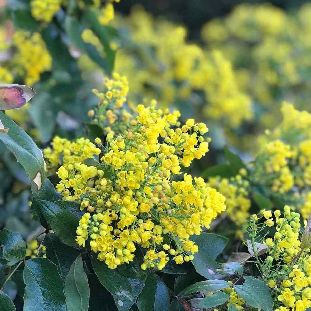 Oregon Grape Holly, credit-rws_richards