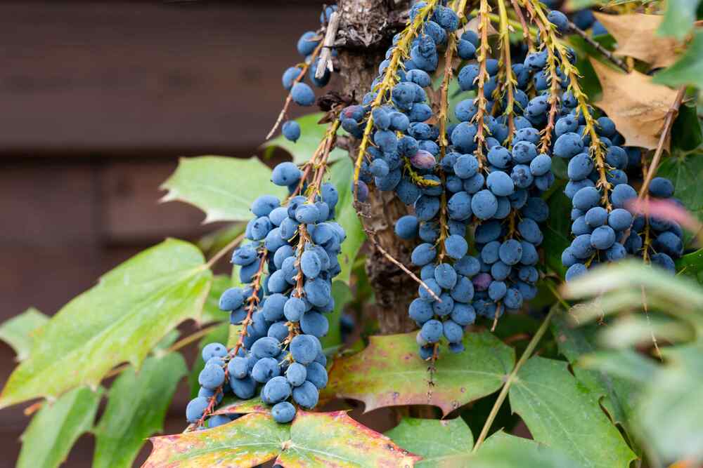 Oregon Grape