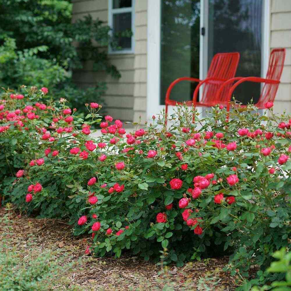 Oso Easy Double Red Landscape Rose, credit-pwcolorchoice