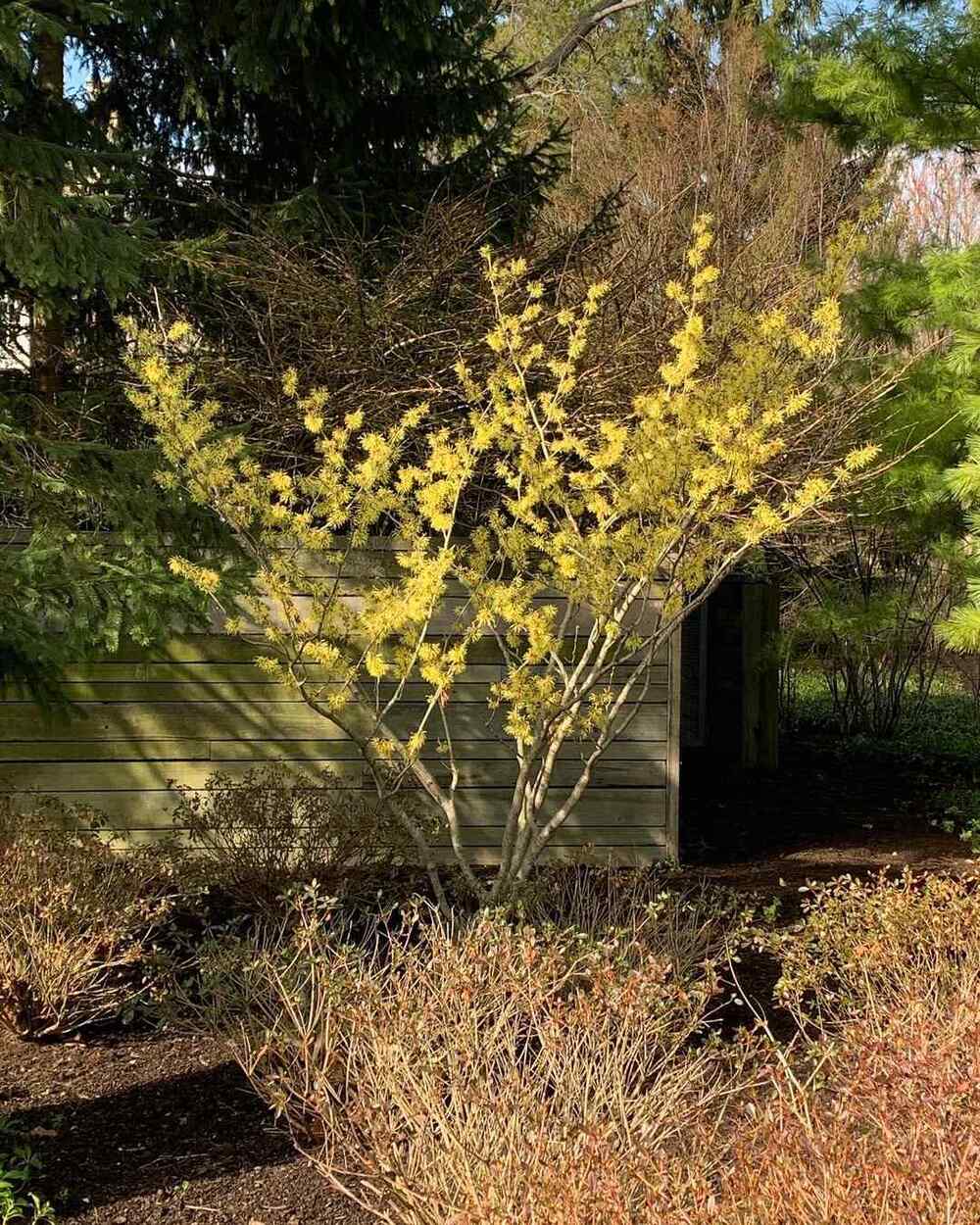 Ozark Witch Hazel for Missouri gardens