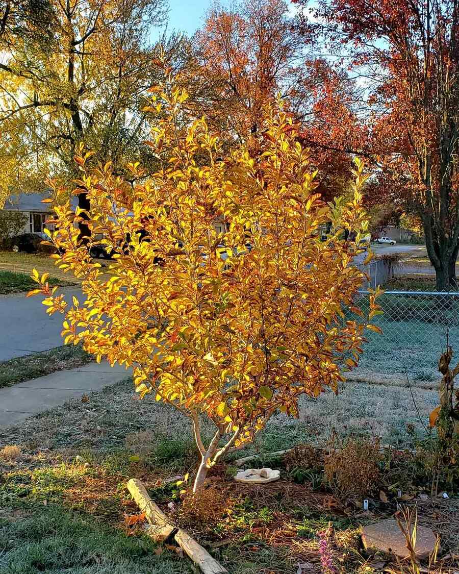 Ozark Witchhazel that grow well in Arkansas