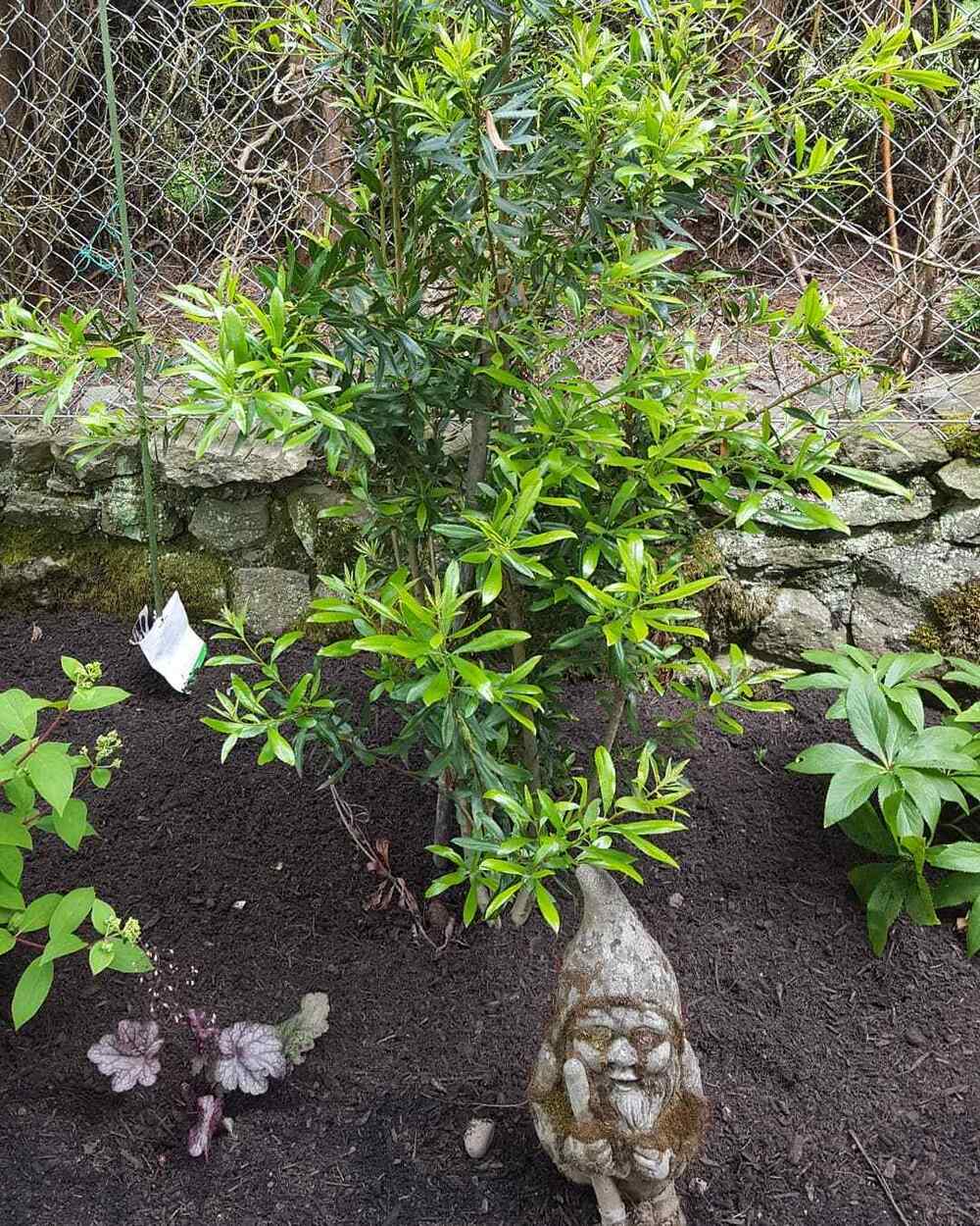 Pacific Wax Myrtle, credit-inner_city_farm