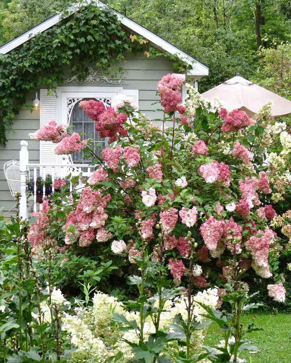Panicle Hydrangea, credit-my_woodlandwonders