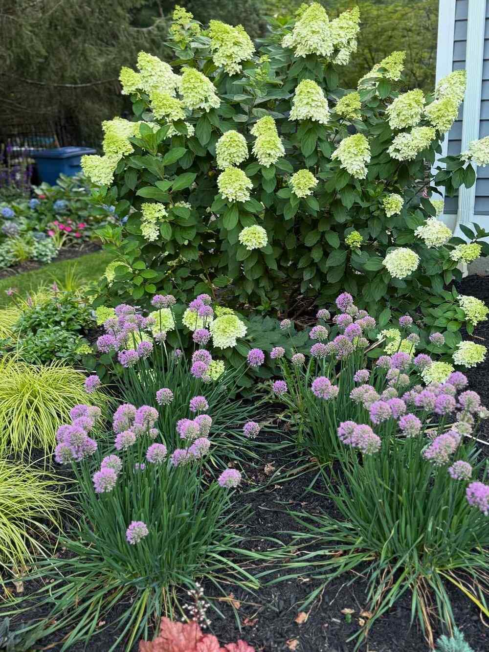 Panicle Hydrangea, credit-peoniesandpinks