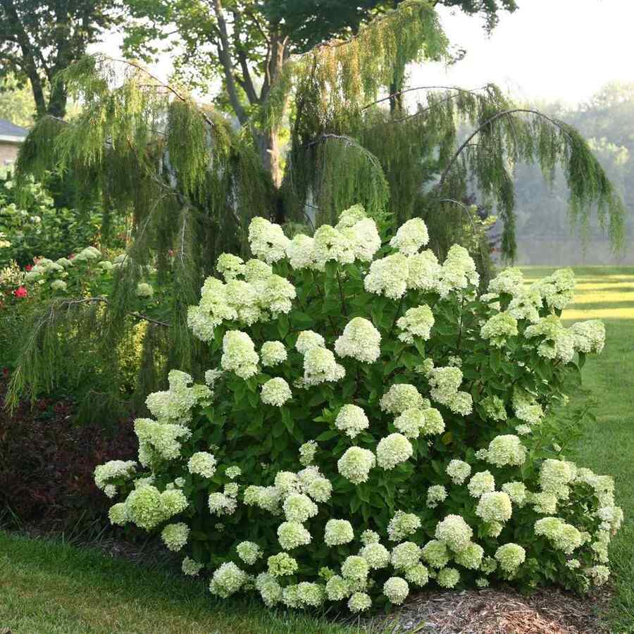 Panicle Hydrangea cold-hardy shrubs for New England landscaping