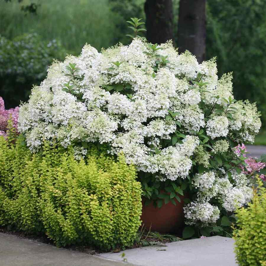 Panicle Hydrangea shrubs suitable for USDA Zone 3–4 (Minnesota)