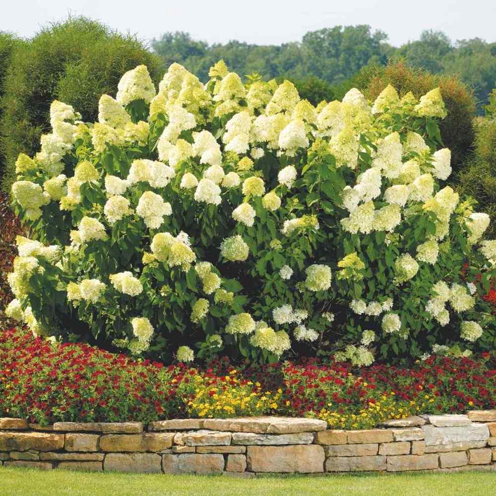 Panicle Hydrangea shrubs for Iowa Zone 4–5