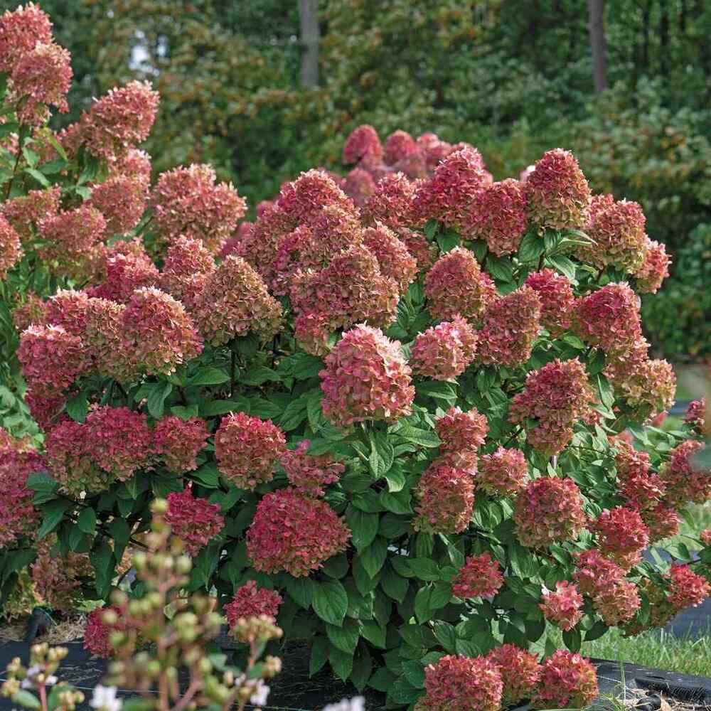 Panicle Hydrangea best shrubs for East North Central planting zones