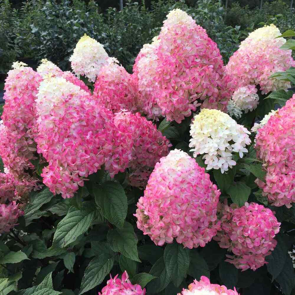 Panicle Hydrangea, credit-provenwinners