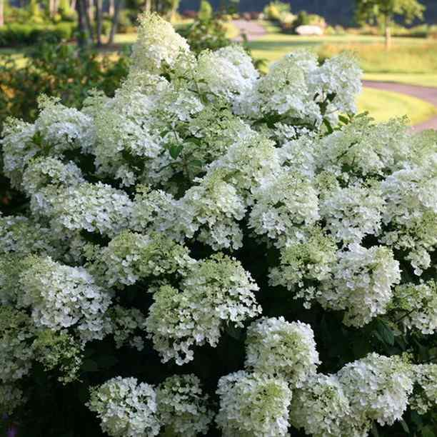 Panicle Hydrangea, credit-westfieldnurserylandscaping