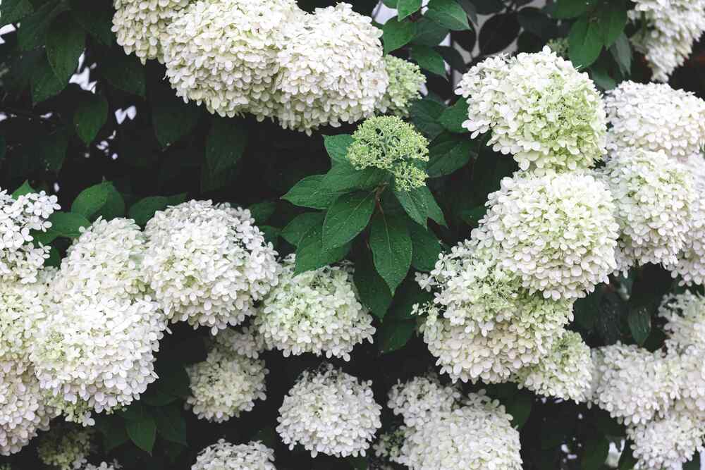 Panicle Hydrangea