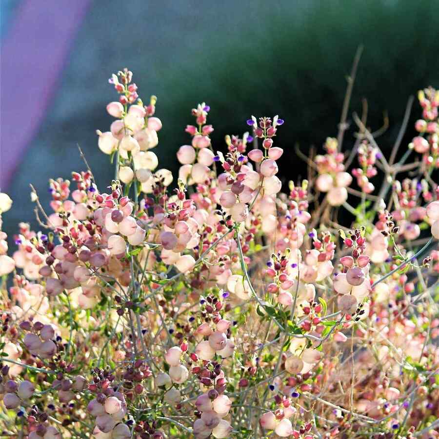 Paper Bag Bush, credit-springspreserve