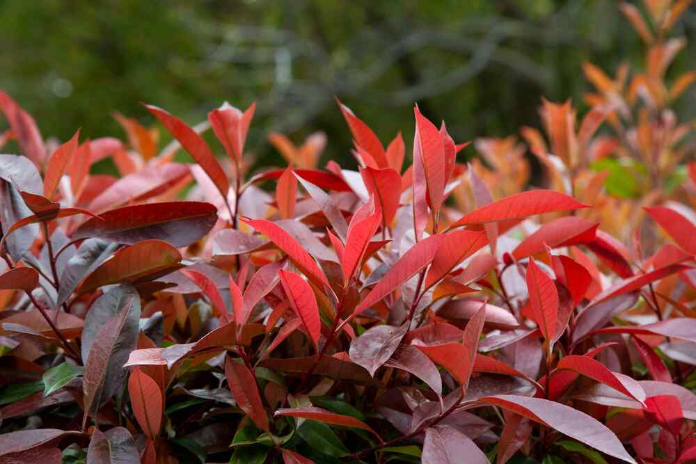 Photinia ‘Red Robin’