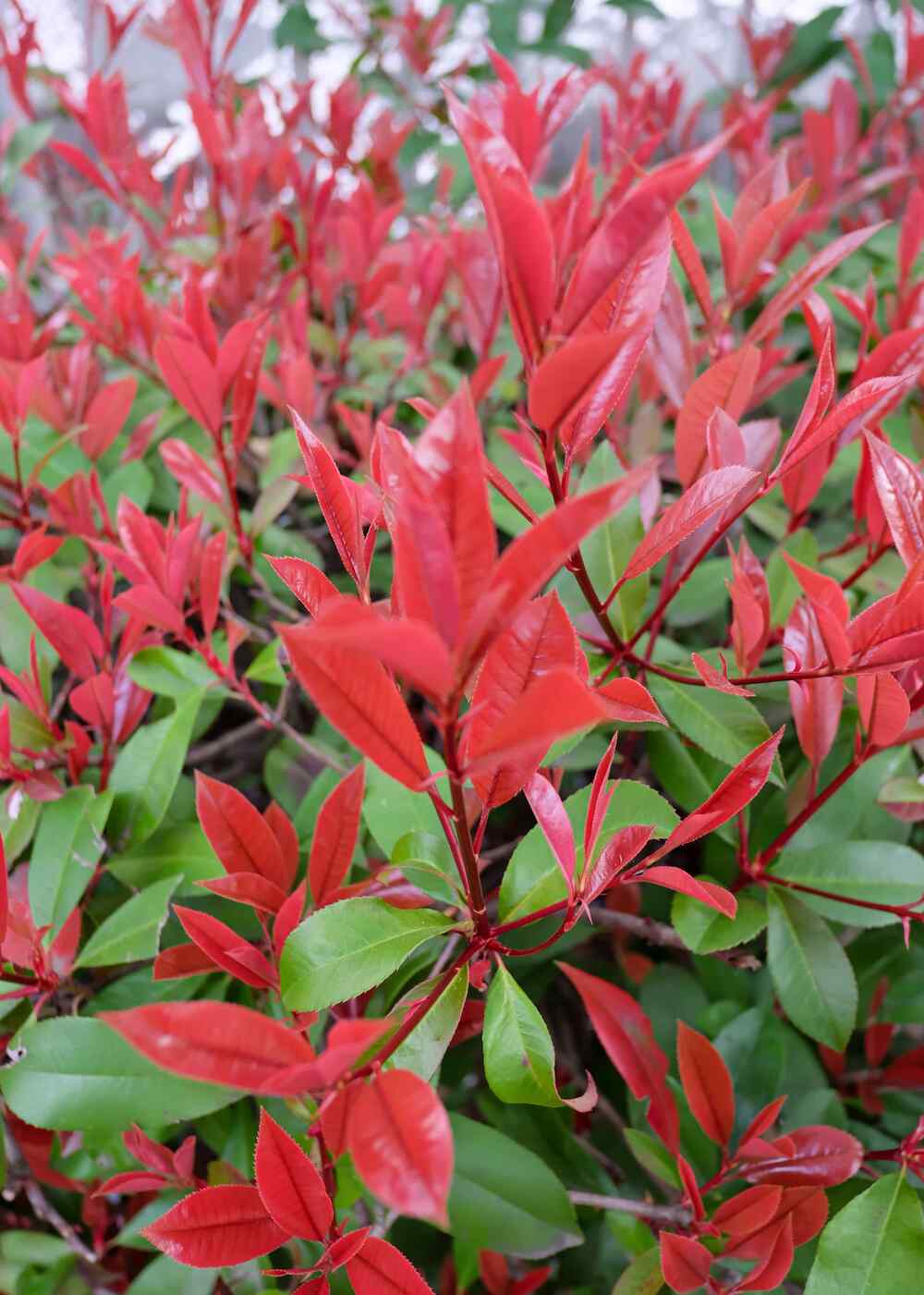 Photinia