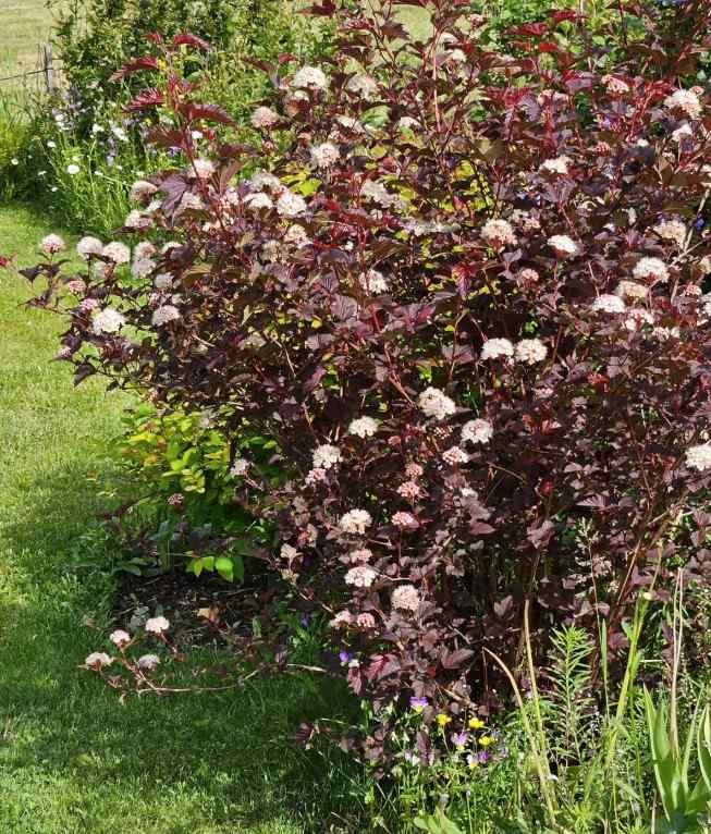 Physocarpus opulifolius, credit-gardenandkanji
