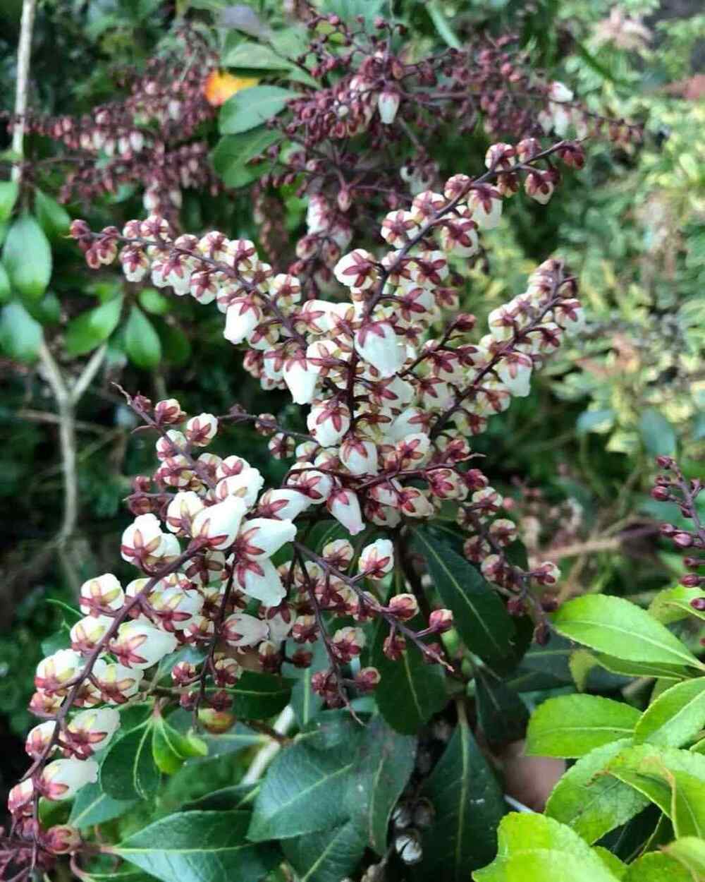 Pieris, credit-yaminarareplants