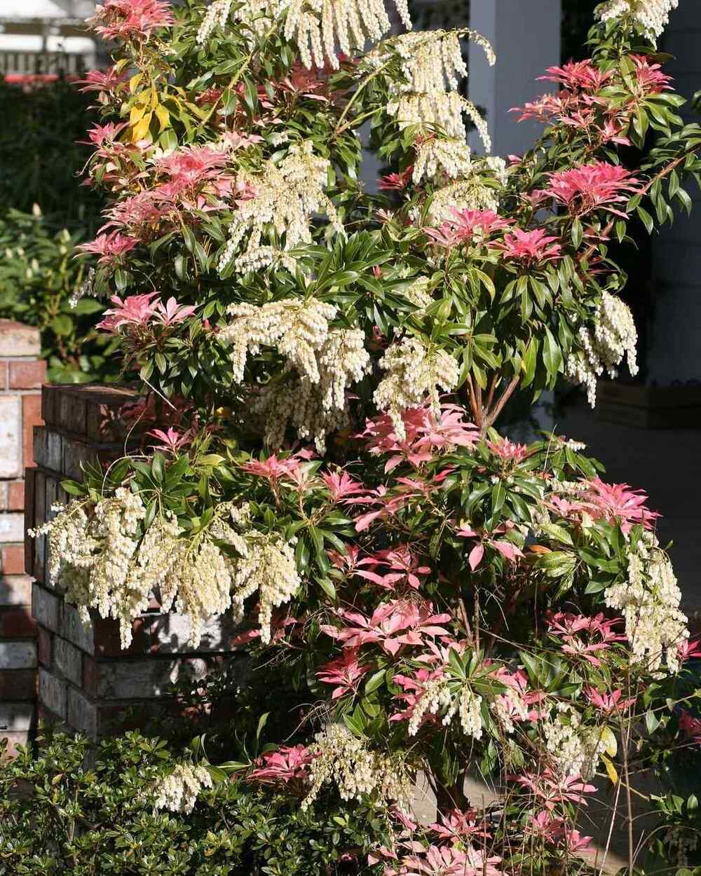 Pieris japonica, credit-greeninvrtnicentar