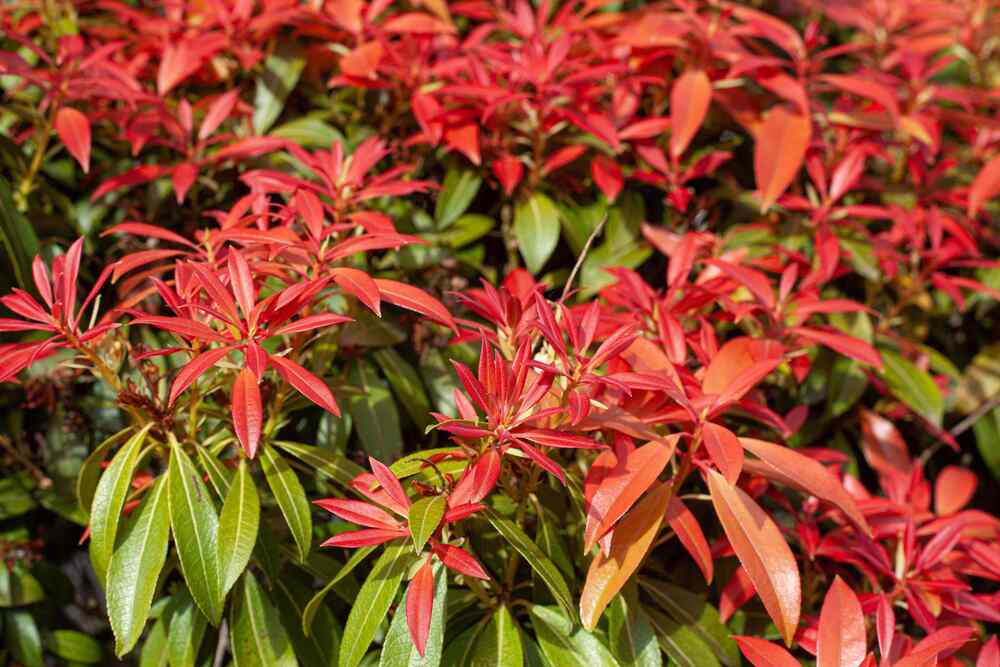Pieris japonica