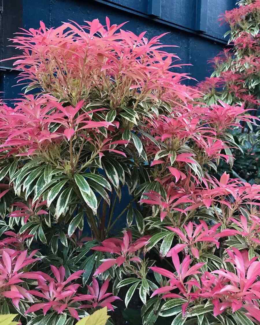 Pieris ‘Mountain Fire’ for Washington state landscapes