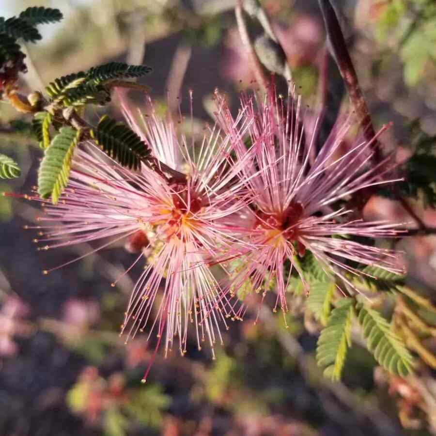 Pink Fairy Duster