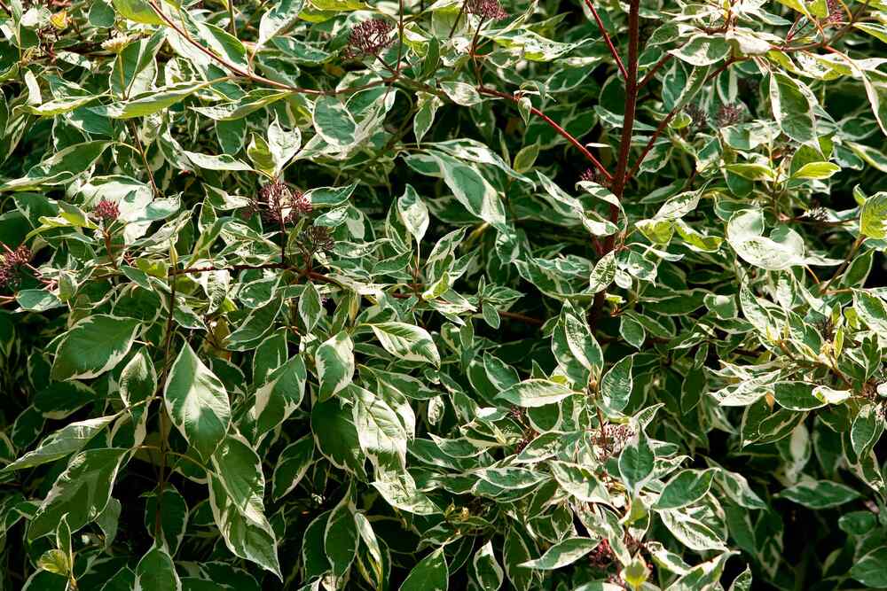 Pittosporum tenuifolium