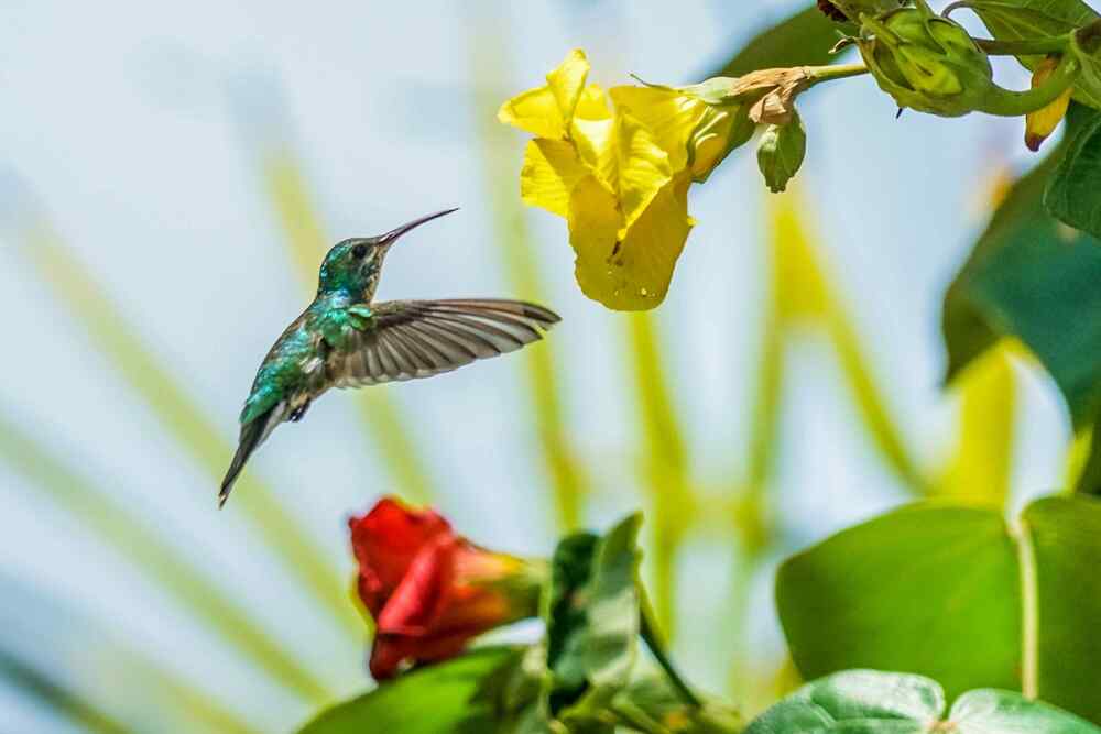 Planting Design for More Hummingbirds