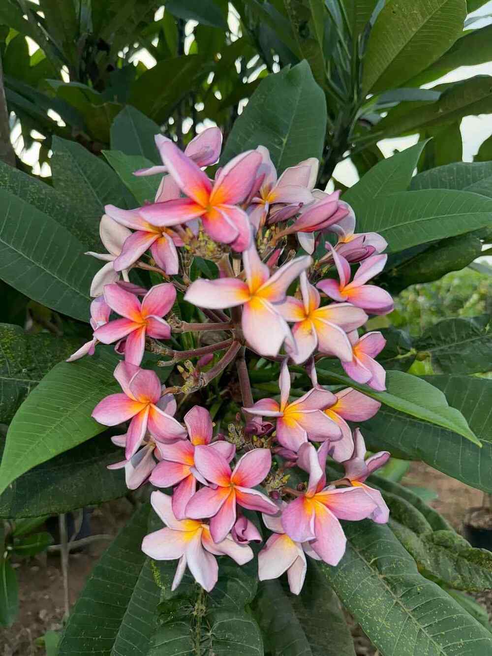 Plumeria best shrubs for Hawaii home gardens