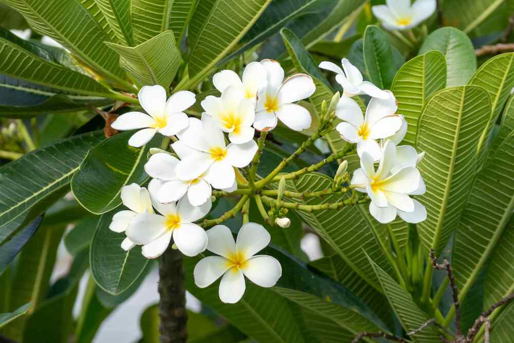 Plumeria