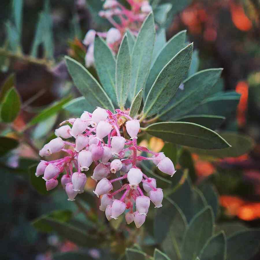 Pointleaf Manzanita, credit-beanfunk