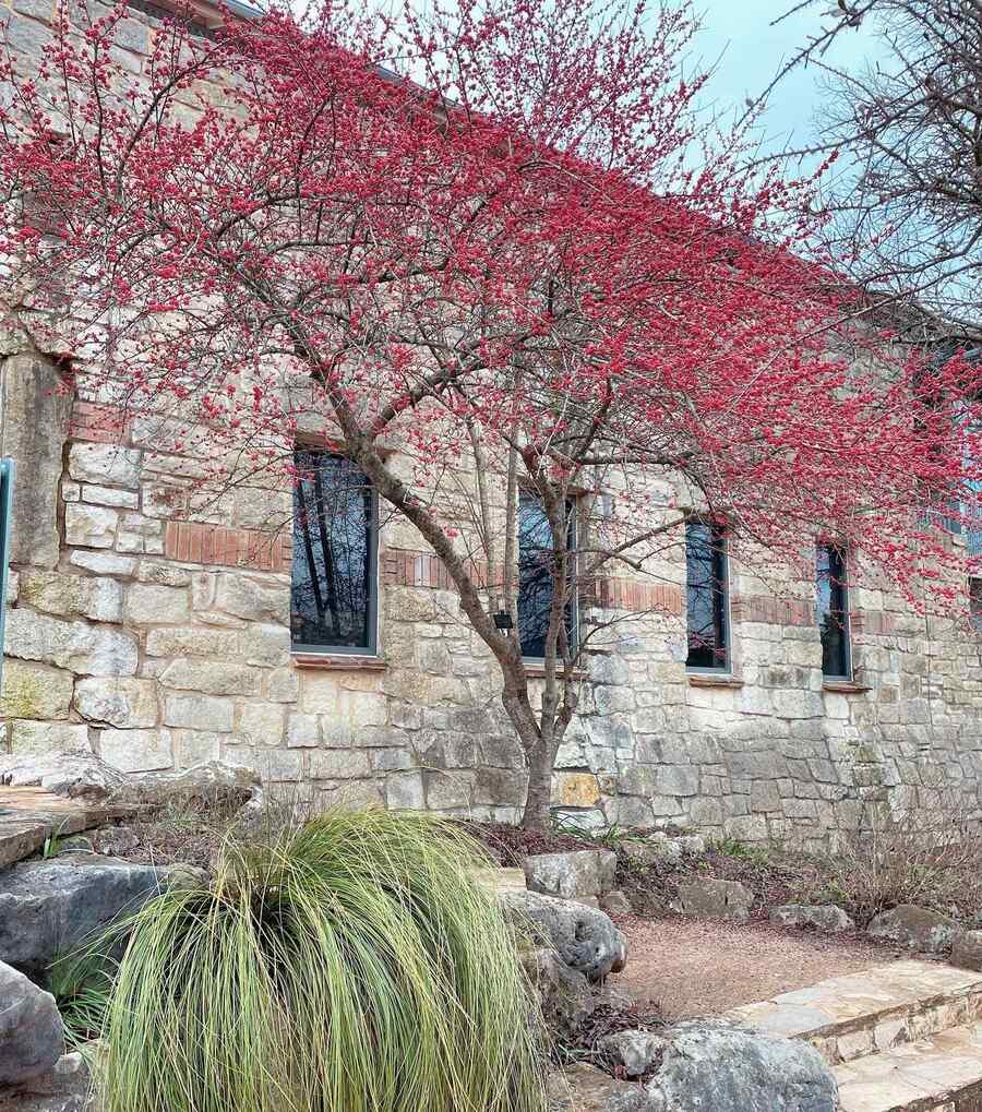Possumhaw for Arkansas landscapes