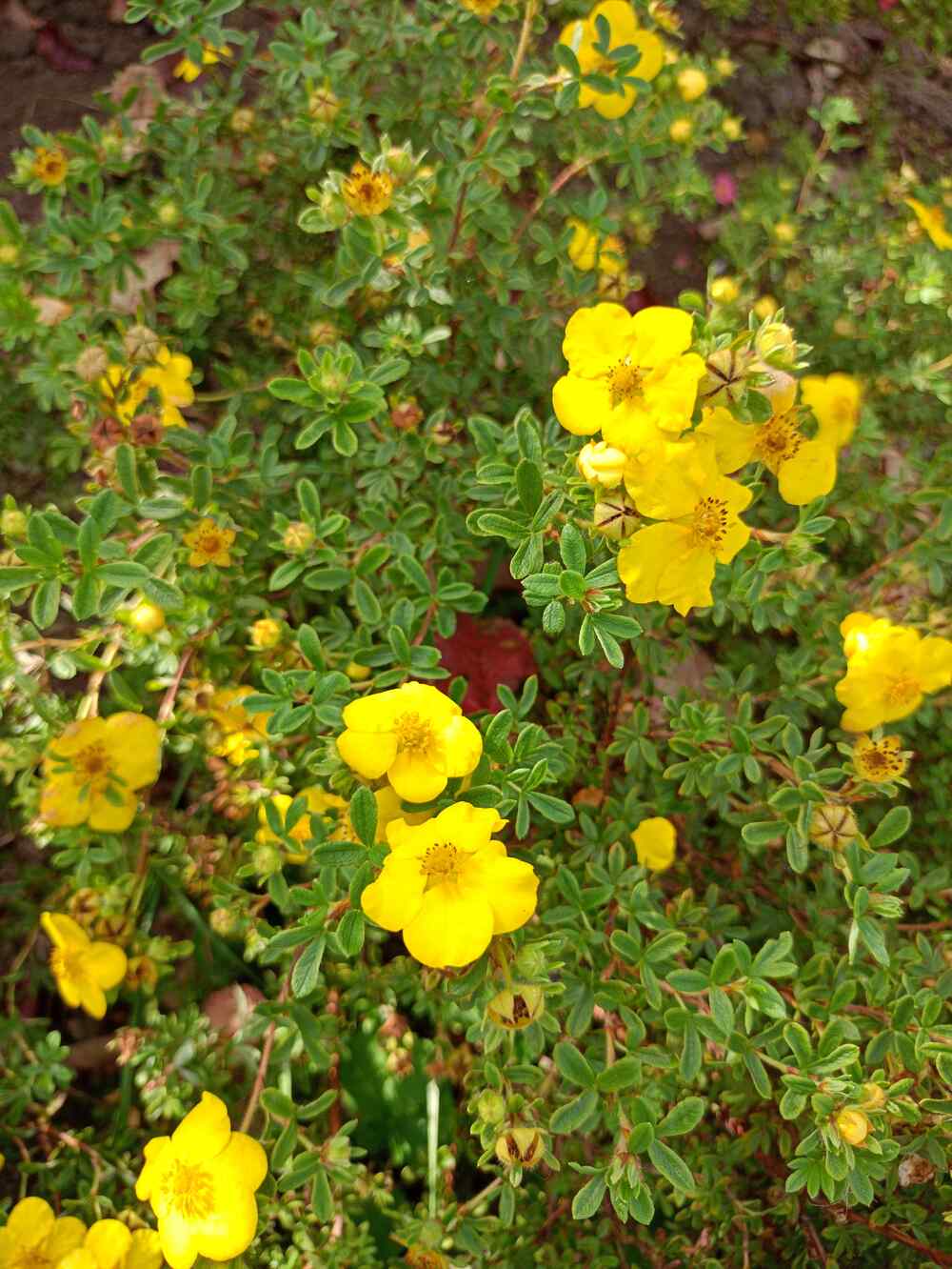 Potentilla