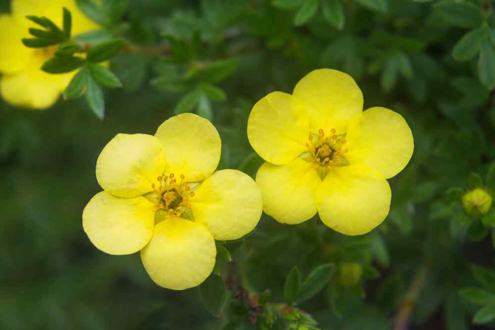 Potentilla
