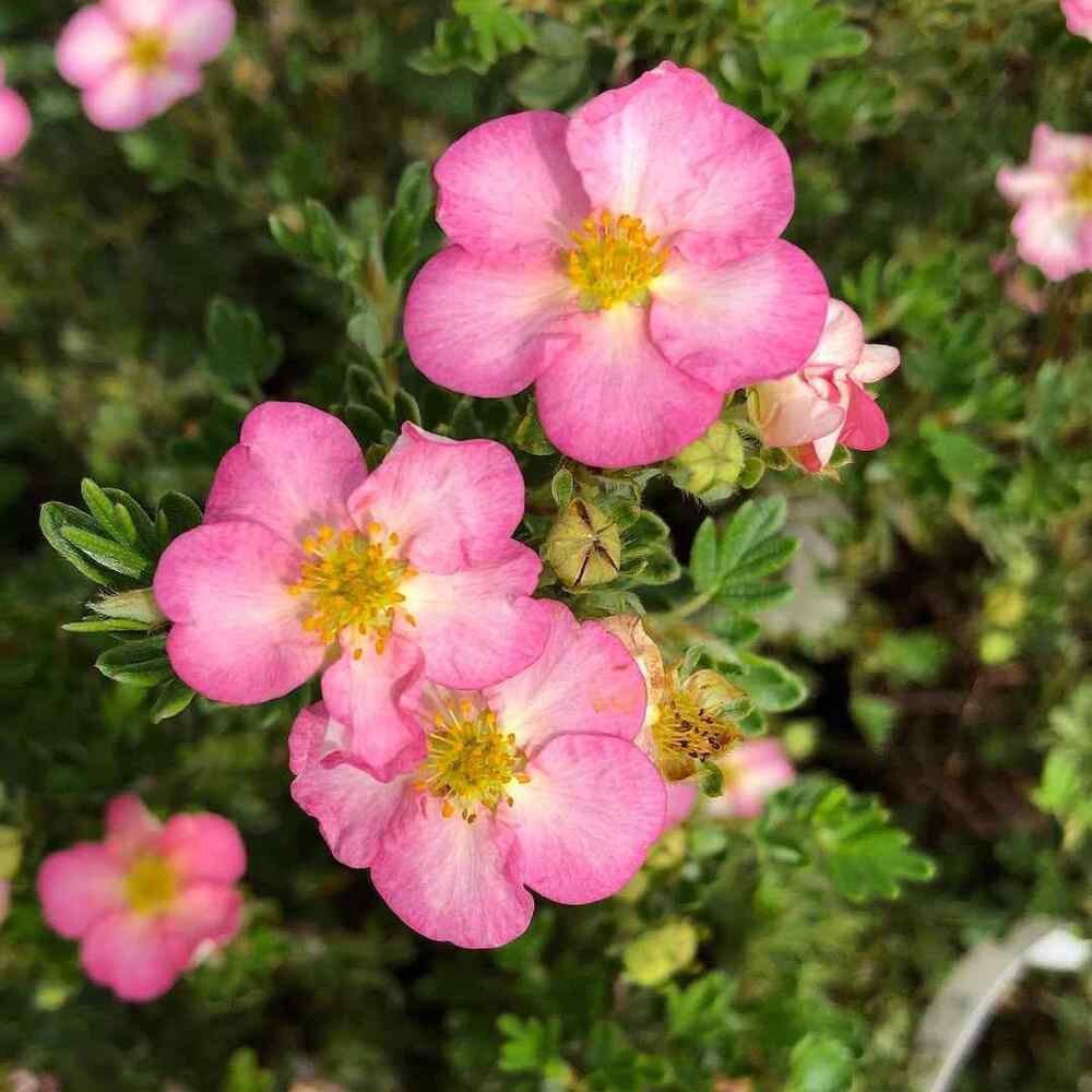 Potentilla (Happy Face® series), credit-hortusthird